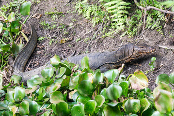 Monitor lizard