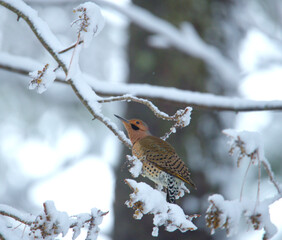 wintertime with a gold woodpecker