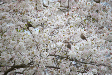 cherry blossoms and birds