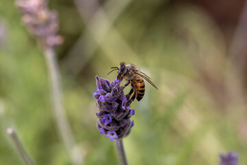 Bee on lavender