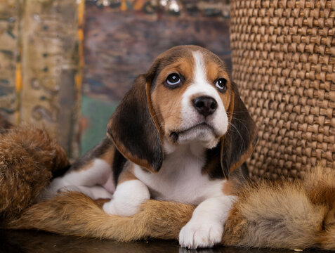 Beagle puppy on retro basket background