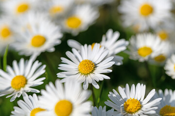 Gänseblümchen, Bellis perennis, in einer Nahaufnahme