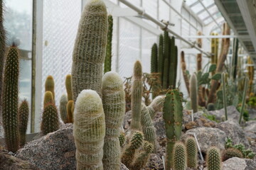 Greenhouse with exotic plants, mostly  cactuses shot in diminishing perspective. Along the glass walls there are some heating pipes to keep the temperature that the plants need. Focus is on foreground