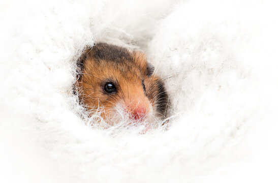Syrian hamster peeking out of the fluffy blanket