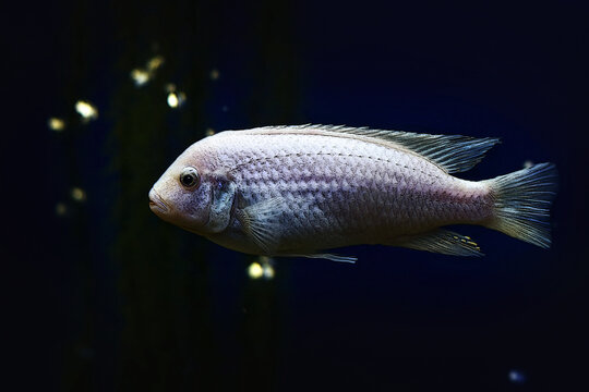 Illustration aquarium fish snow prince on dark blue background