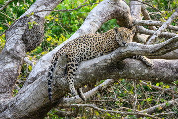 Wild Jaguar lying down on fallen tree trunk in Pantanal, Brazil