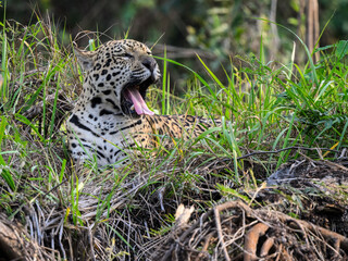 Wild Jaguar yawning and lying down in the tall grass in Pantanal, Brazil