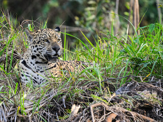 Wild Jaguar lying down in the tall grass in Pantanal, Brazil
