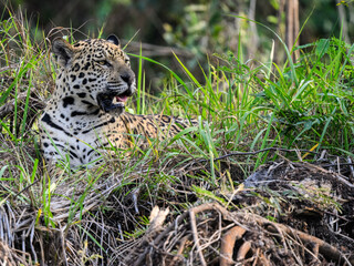 Wild Jaguar lying down in the tall grass in Pantanal, Brazil