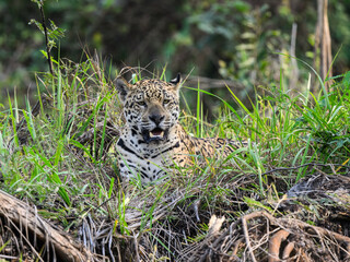 Wild Jaguar lying down in the tall grass in Pantanal, Brazil