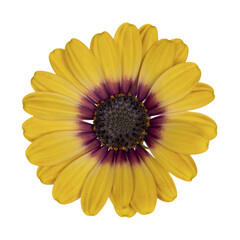 Top view of yellow single Spanish Daisy flower,  isolated cutout on transparent background