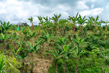 banana plantation on a farm in nature