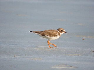 Semipalmated Plover (Charadrius semipalmatus) walking on the Fazenda beach - Ubatuba
