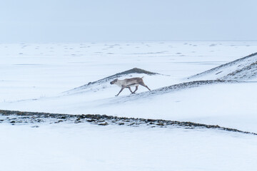 Wild Icelandic reindeer crossing snowy hills in winter landscape