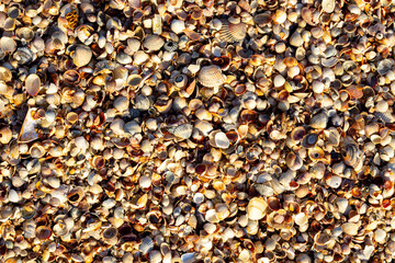 Seashell background, lots of different seashells piled together