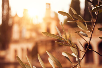 Old medieval town lit by sun seen from an olive tree