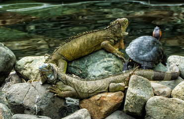 Land iguana in Bolivar Park, Guayaquil, Ecuador