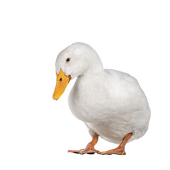 Healthy white adult Peking duck, standing facing front. Looking towards camera, isolated cutout on transparent background.
