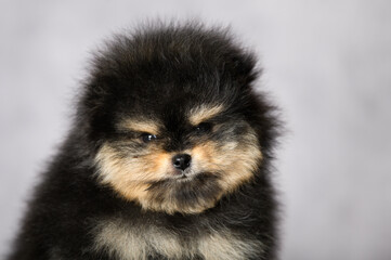 cute black and tan pomeranian spitz puppy studio portrait