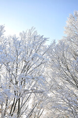 Verschneite Bäume unter blauem Himmel, Winterlandschaft in Norddeutschland - 563092198