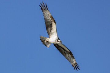 Osprey circling overhead looking for fish