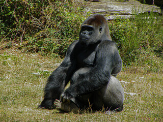 Gorille dos argenté