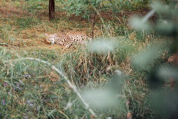 leopard lying on the ground in the zoo