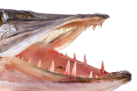 Großem Bilder Durchsuchen 1,339 Archivfotos, und