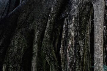 Fototapeta na wymiar Strong tree roots