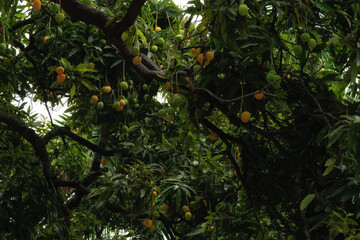 Tree with mango fruits hanging from branches