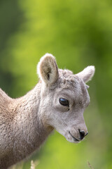 Bighorn Lamb Yellowstone 
