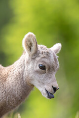 Bighorn Lamb Yellowstone 7622