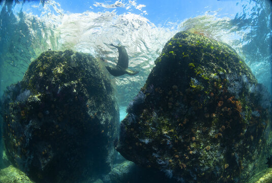 Zalophus Californianus animal diving in sea