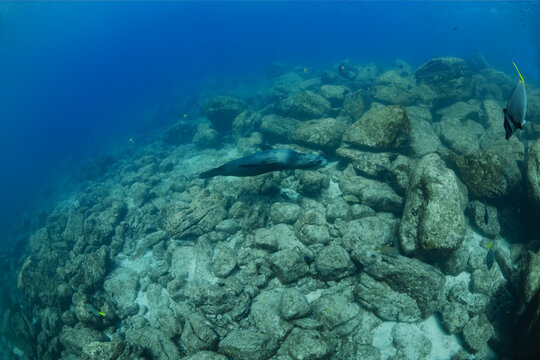 Zalophus Californianus animal diving in sea