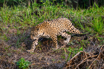 Wild Jaguar walking on river's precipice with tall grass  in Pantanal, Brazil