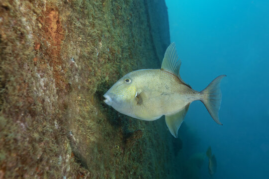 Grey triggerfish eating algae from wall
