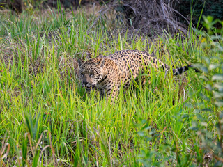 Jaguar standing in tall grass in Pantanal, Brazil
