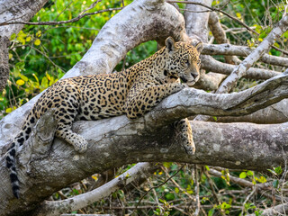 Wild Jaguar lying down on fallen tree trunk in Pantanal, Brazil © FotoRequest