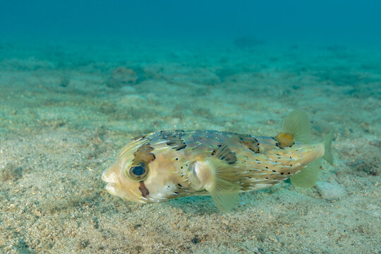 Wild puffer fish above sand in deep water