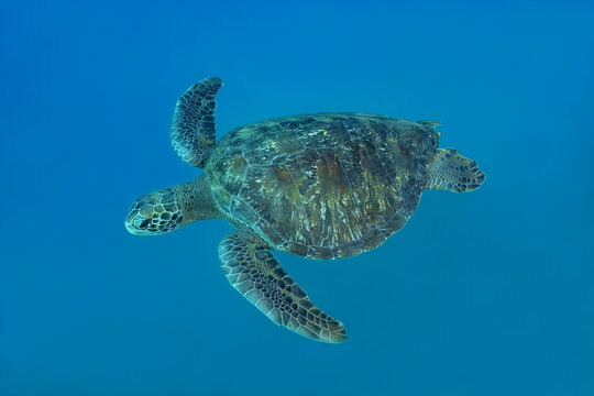 Wild green sea turtle floating underwater
