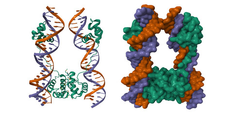 DNA-binding domain of human SETMAR in complex with Hsmar1 terminal inverted repeat (TIR) DNA. 3D cartoon and Gaussian surface models, PDB 7s03