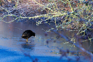 A Eurasian Coot stands on th eice of a frozen lake