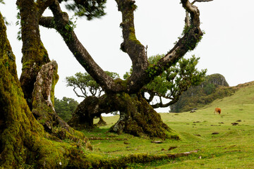 Fanal Forest, part of an ancient forest of ancient lime trees (Ocotea foetens) on Madeira Island.