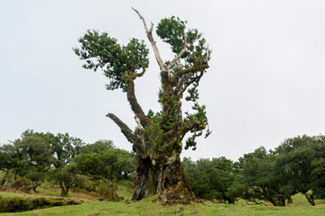 Fanal Forest, part of an ancient forest of ancient lime trees (Ocotea foetens) on Madeira Island.