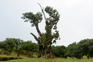 fanal Forest, part of an ancient forest of ancient lime trees (Ocotea foetens) on Madeira Island.