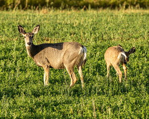 Mule doe & fawn