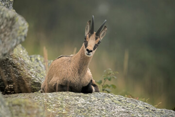 Alpine chamois (Rupicapra rupicapra) resting on a big stone in a summer evening in the Italian Alps. August