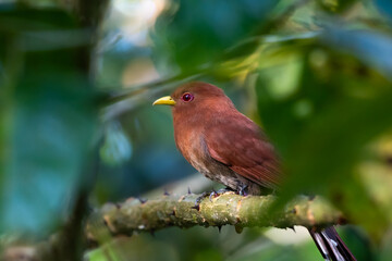 Close up of a Little Cuckoo bird hiding in the dense forest surrounded by blurred foliage.