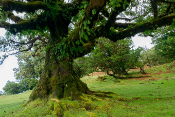 Fanal Forest, part of an ancient forest of ancient lime trees (Ocotea foetens) on Madeira Island.
