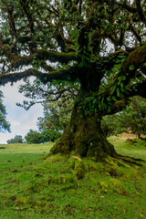 Fanal Forest, part of an ancient forest of ancient lime trees (Ocotea foetens) on Madeira Island.